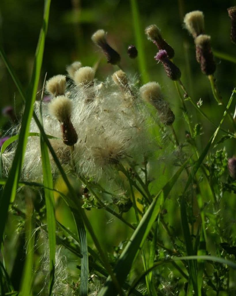 Ein grasbewachsenes Feld mit verschiedenen Pflanzen unter einem klaren Himmel, möglicherweise in einer Farmumgebung während des Tages.