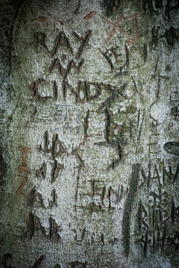 Text ist auf der Oberfläche eines Baumstamms sichtbar.