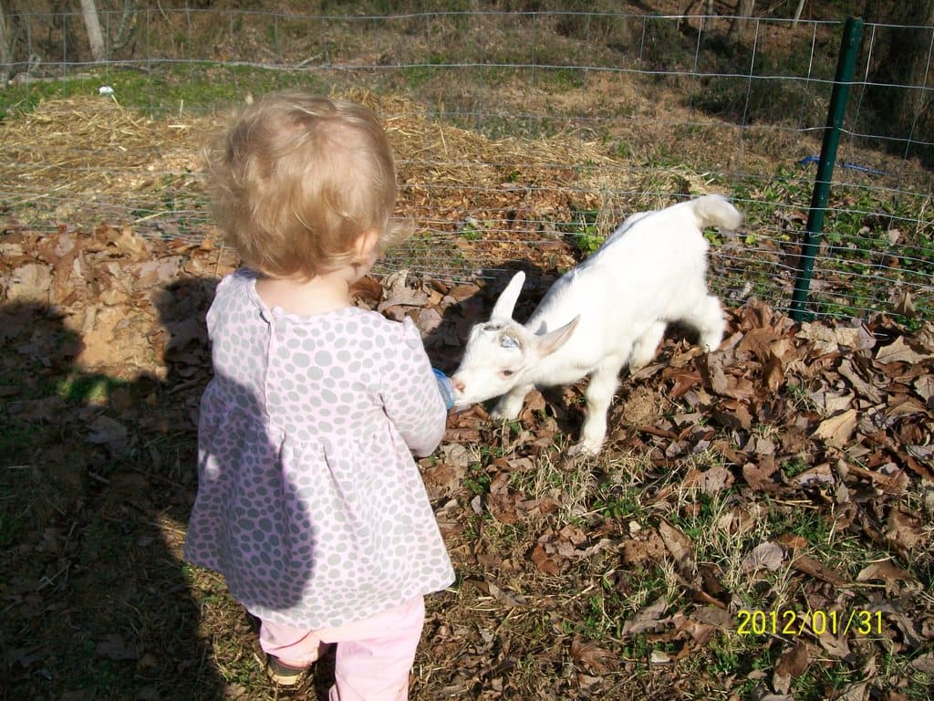 Ein Kind steht neben einem Zaun mit einem Tier, umgeben von trockenen Blättern auf dem Gras, mit einem Datum in der rechten unteren Ecke.