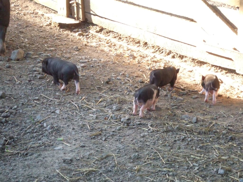 Eine Gruppe von Schweinen auf dem Boden mit einem hölzernen Geländer auf der rechten Seite.