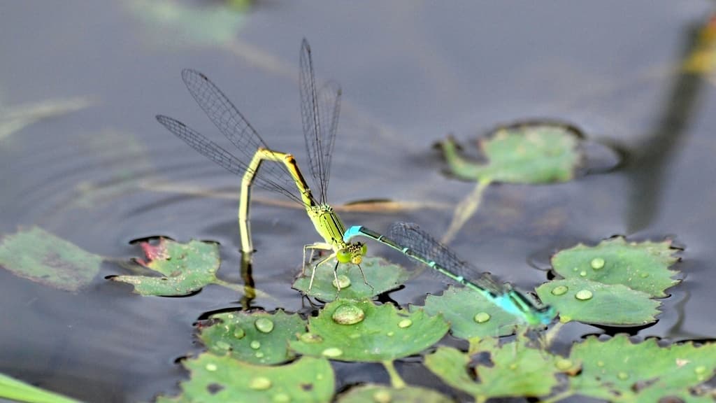 Libellen auf Blättern und Stängeln in einem Gewässer.