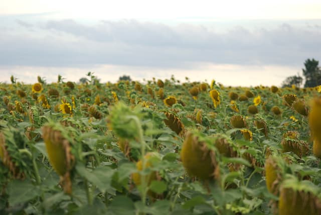 Ein Sonnenblumenfeld mit Bäumen auf der rechten Seite und Wolken am Himmel.