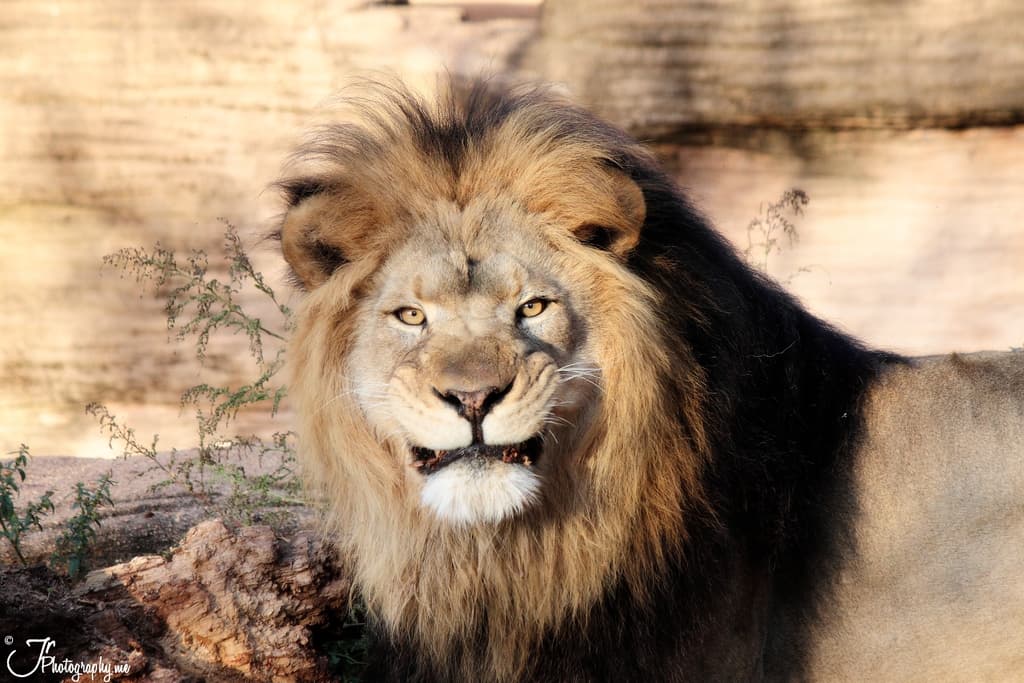 Ein Löwe steht im Vordergrund mit einem Felsen im Hintergrund, kleinen Pflanzen und einem hölzernen Objekt in der linken Ecke.