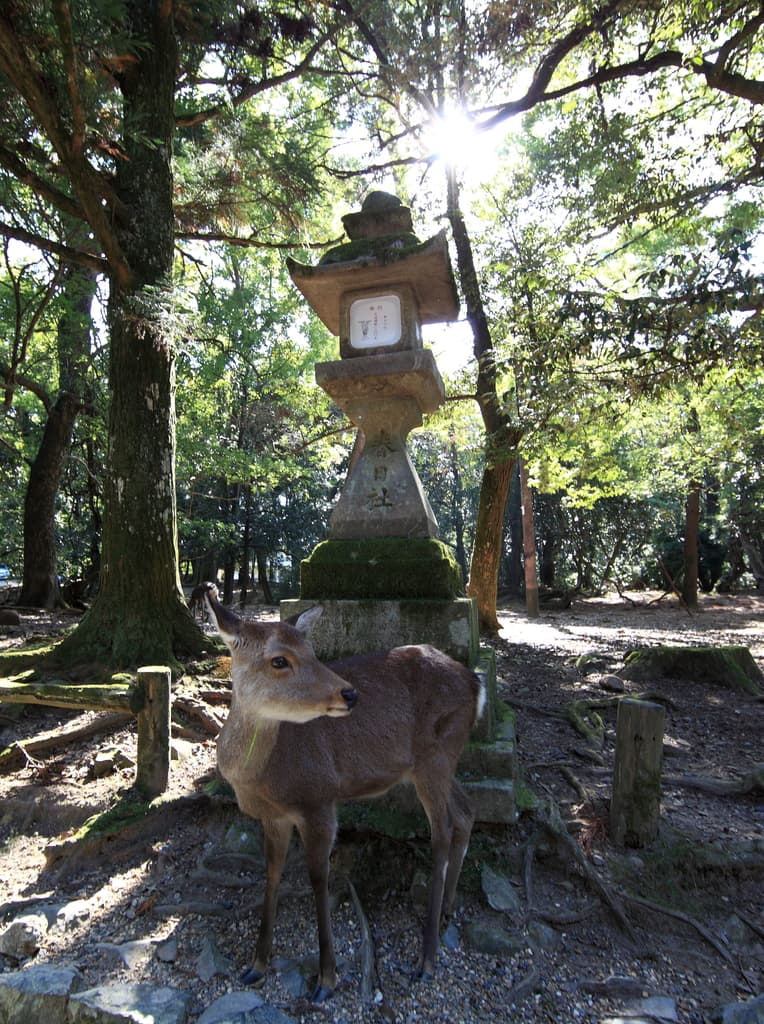 Ein Reh liegt auf dem Boden mit Bäumen, einer kleinen turmartigen Struktur, hölzernen Pfählen und Himmel im Hintergrund.
