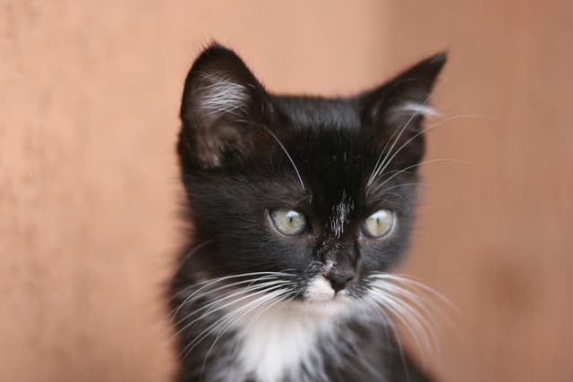 Ein schwarzer und weißer Wagen ist geparkt.