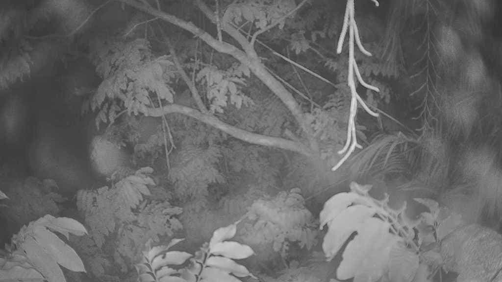 Ein dichter Wald mit zahlreichen Bäumen verschiedener GröÃen und Arten.