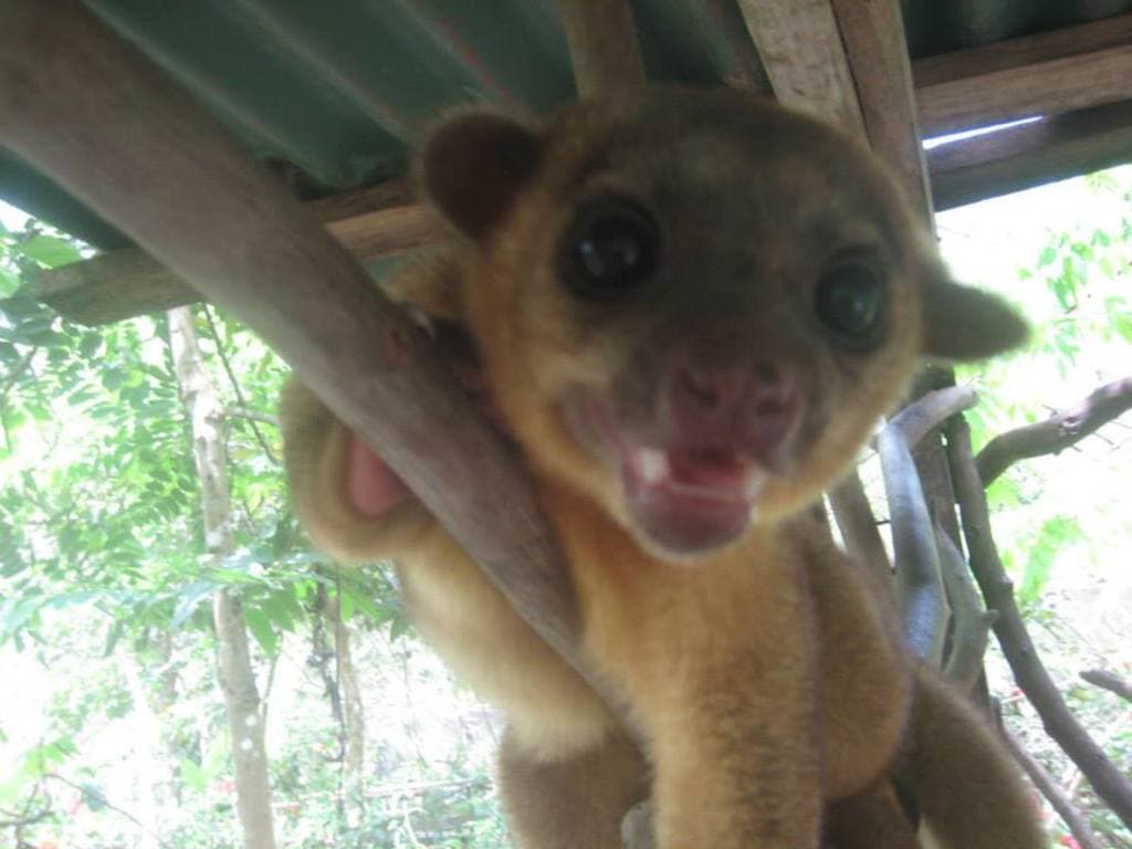 Ein Tier steht im Zentrum des Bildes mit Bäumen im Hintergrund und einem Unterstand darüber.