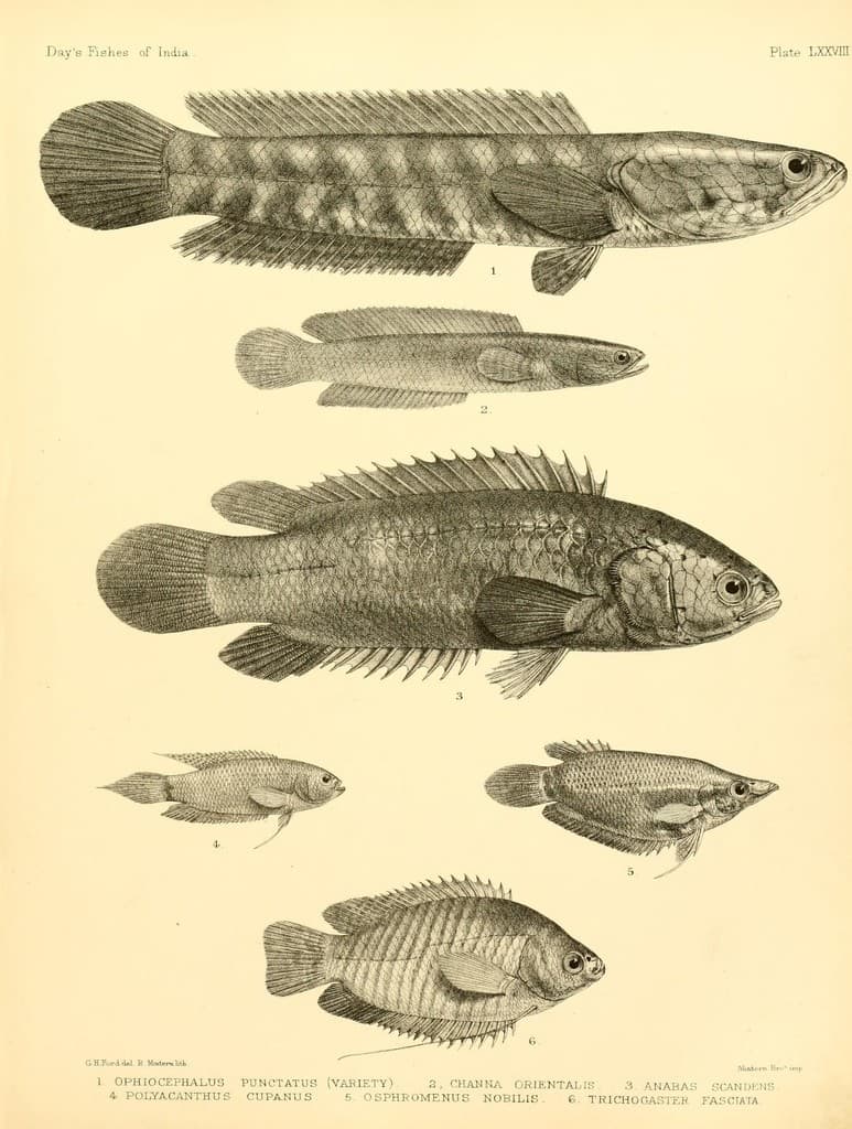 Ein Papier mit Bildern verschiedener Fische und begleitendem Text.