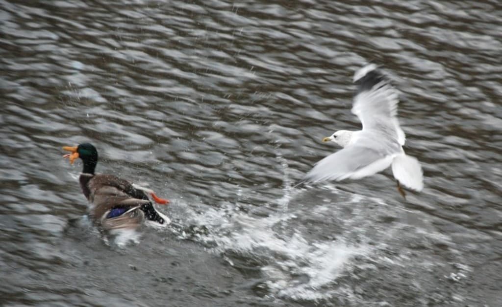 Eine Ente schwimmt auf dem Wasser mit einem Adler, der rechts in der Luft fliegt.