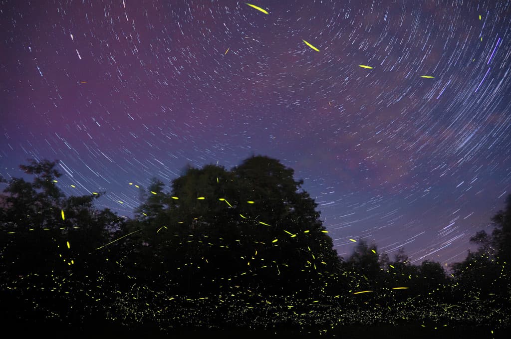 Bäume sind unten auf dem Bild zu sehen.