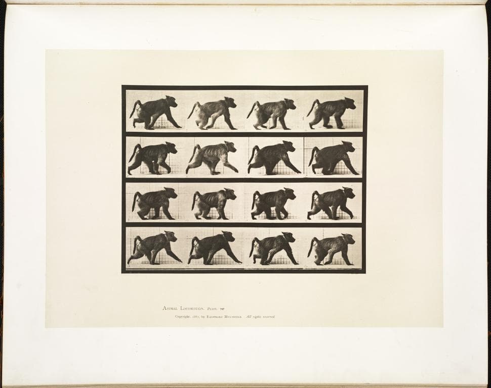 Ein Plakat mit einem Tier.