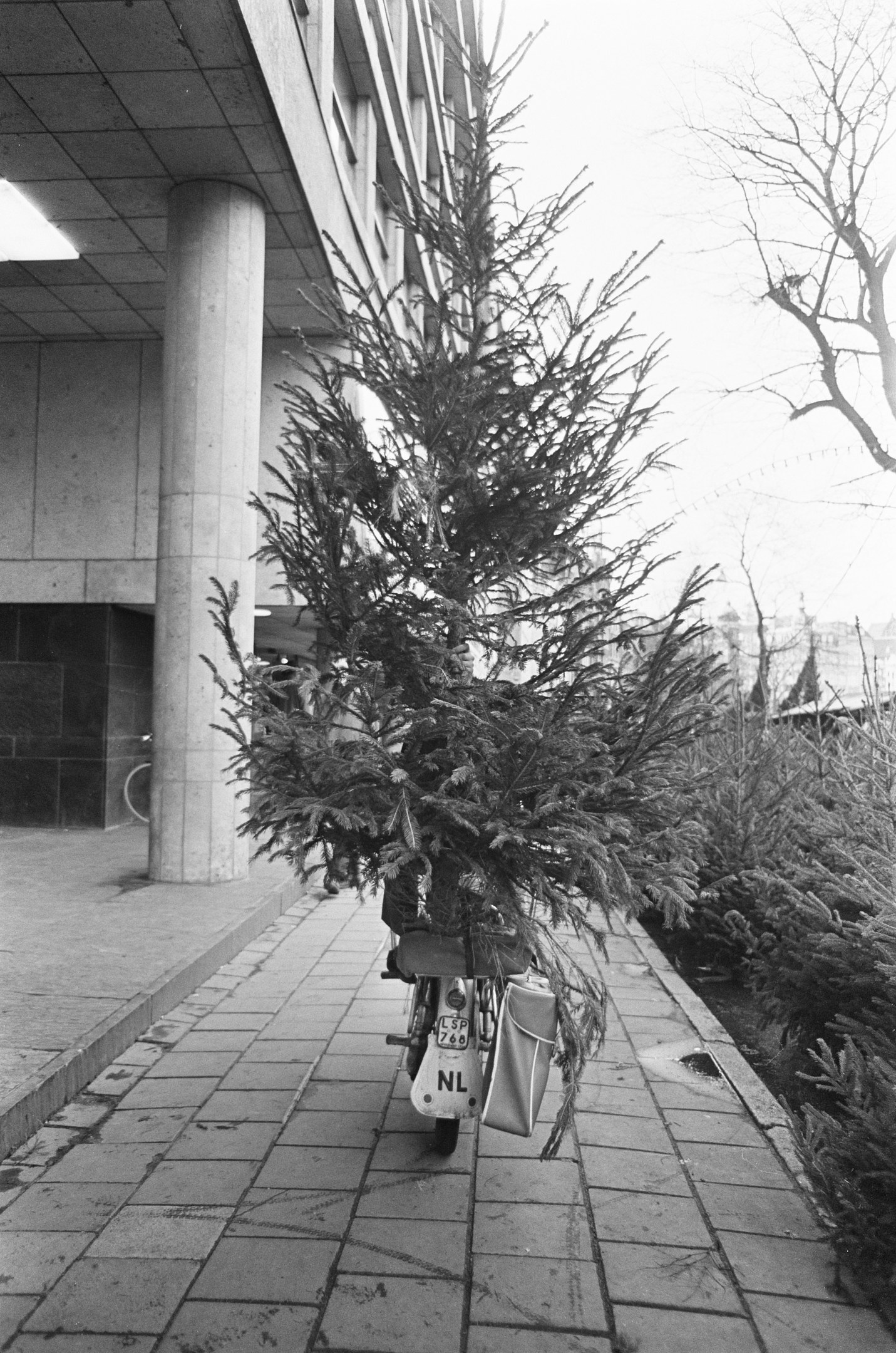 Schwarz-weißes Foto eines Fahrrads mit einem Weihnachtsbaum auf dem Gepäckträger, das vor einem Gebäude mit Säulen und Deckenleuchten geparkt ist, umgeben von Pflanzen und Bäumen mit Gebäuden und Himmel im Hintergrund.