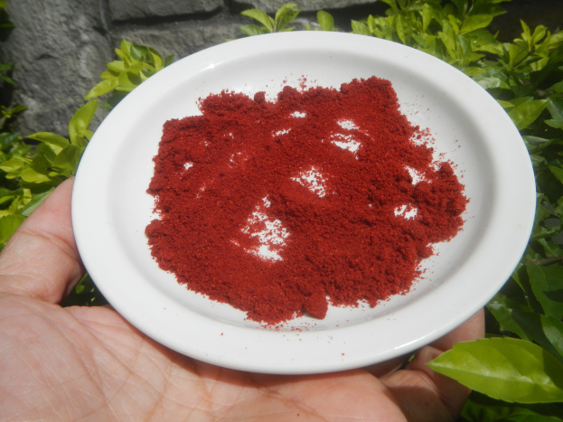 Eine Person hält eine weiße Schüssel voller roter Chilipulver, mit Pflanzen und einer Wand im Hintergrund.