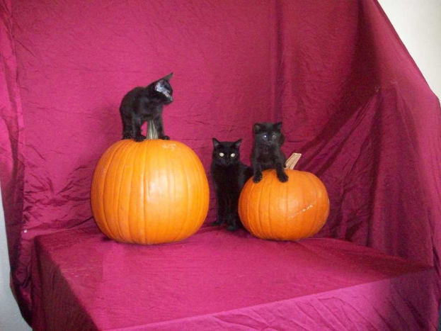 Zwei Kürbisse mit zwei Katzen darauf und eine dritte Katze davor, mit einem pinken Tuch im Hintergrund.