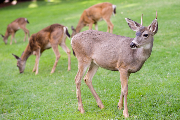 Ein Reh in einer grasigen Gegend.