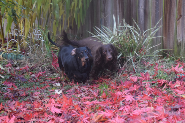 Zwei Hunde in der Mitte des Bildes schauen jemanden an, umgeben von zahlreichen Blättern auf dem Boden.