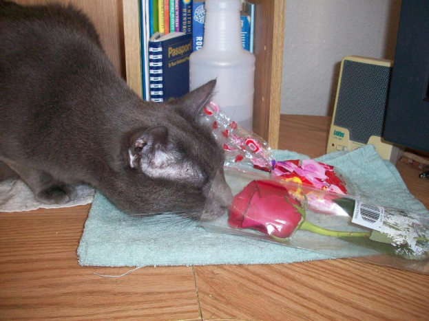 Eine graue Katze sitzt auf einem Boden neben einer eingewickelten Blume, Büchern, einer Soundbox und einer Serviette.