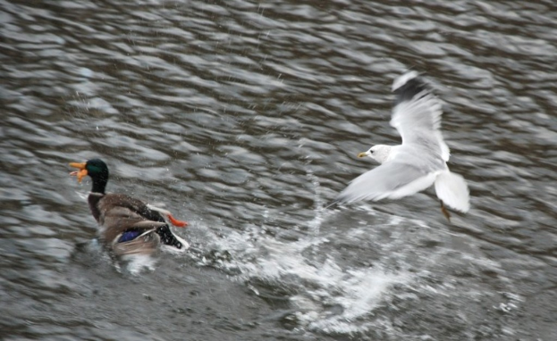 Eine Ente schwimmt auf dem Wasser mit einem Adler, der rechts in der Luft fliegt.