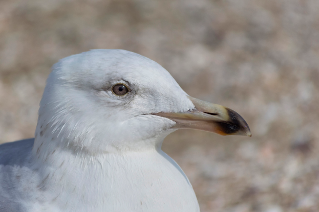Nahaufnahme eines Vogels.