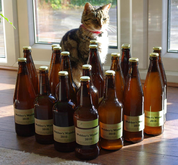 Eine Katze sitzt auf einem Boden vor mehreren mit Getr├Ąnk gef├╝llten Flaschen, mit einer T├╝r im Hintergrund.