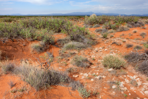 Wüstenlandschaft mit rotem Sand, spärlicher Vegetation, Pflanzen, Steinen, fernen Hügeln und einer bewölkten Himmel