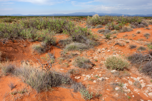 Wüstenlandschaft mit rotem Sand, spärlicher Vegetation, Pflanzen, Steinen, fernen Hügeln und einer bewölkten Himmel