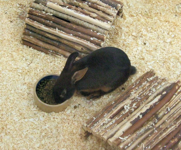 Ein Kaninchen frisst Futter in der Nähe von hölzernen Bauwerken.