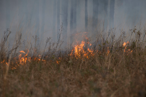 Eine Grasfläche mit brennenden Flammen auf der Oberfläche, mit Bäumen im Hintergrund.