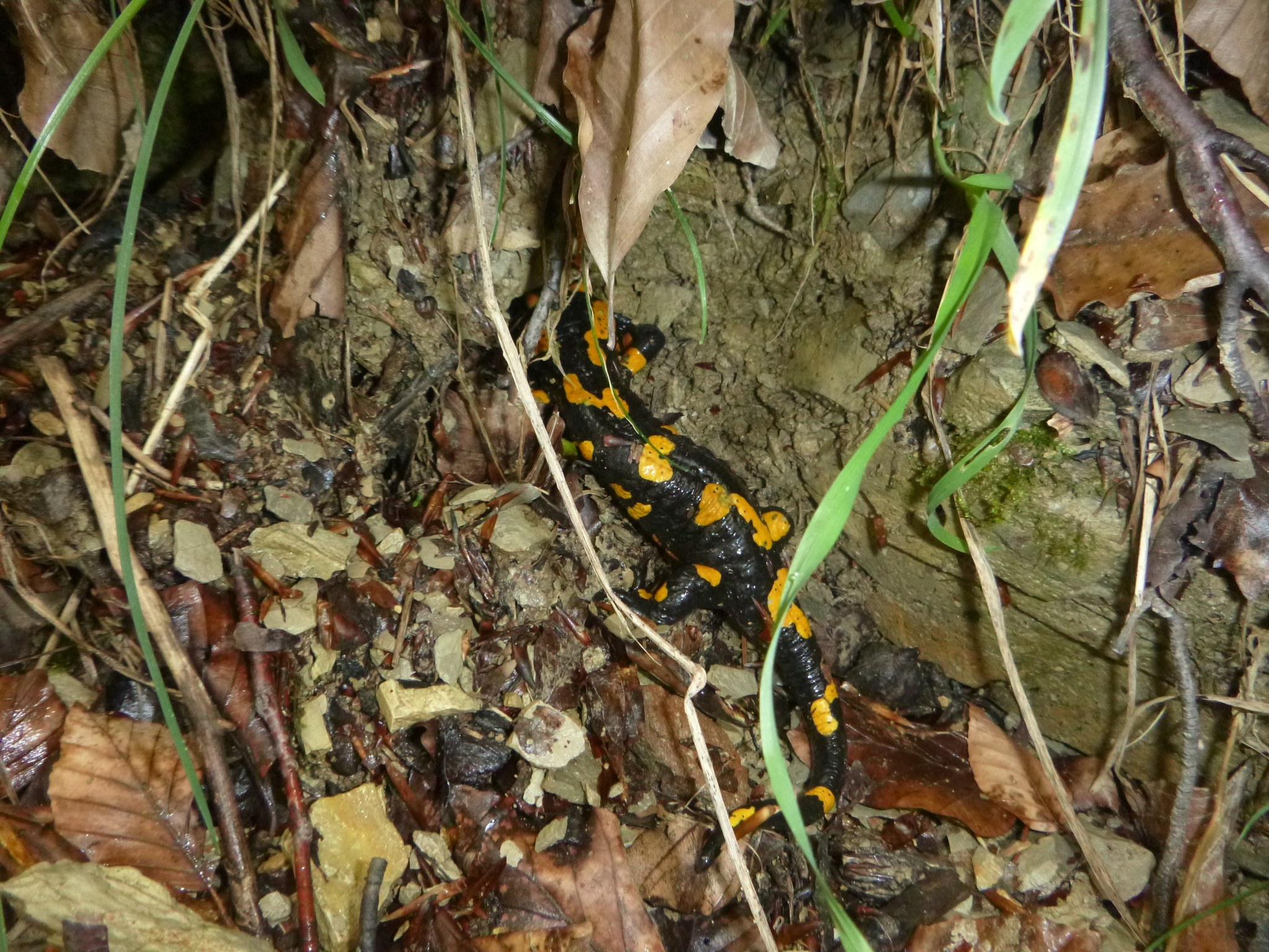 Ein europäischer Feuersalamander sitzt auf dem Boden in einem waldigen Gebiet umgeben von trockenen Blättern, Zweigen und Pflanzen.
