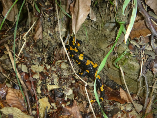 Ein europäischer Feuersalamander sitzt auf dem Boden in einem waldigen Gebiet umgeben von trockenen Blättern, Zweigen und Pflanzen.