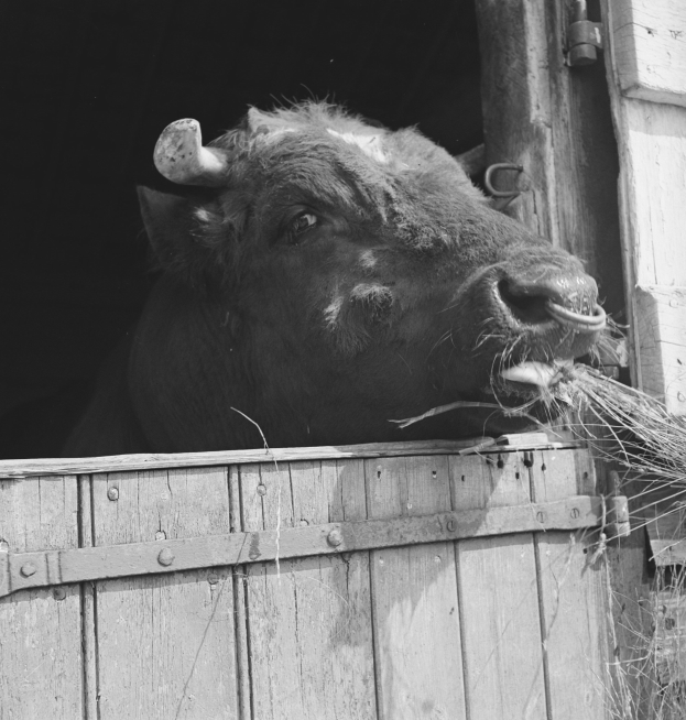 Schwarze und weiße Fotografie eines Stiers mit seinem Kopf aus einer hölzernen Scheunentür, umgeben von Gras.