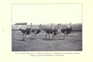 Eine Schar von Straußen auf einer Straußenfarm in Kalifornien, mit einem Zaun, einem Haus und dem Himmel im Hintergrund und Text unten.