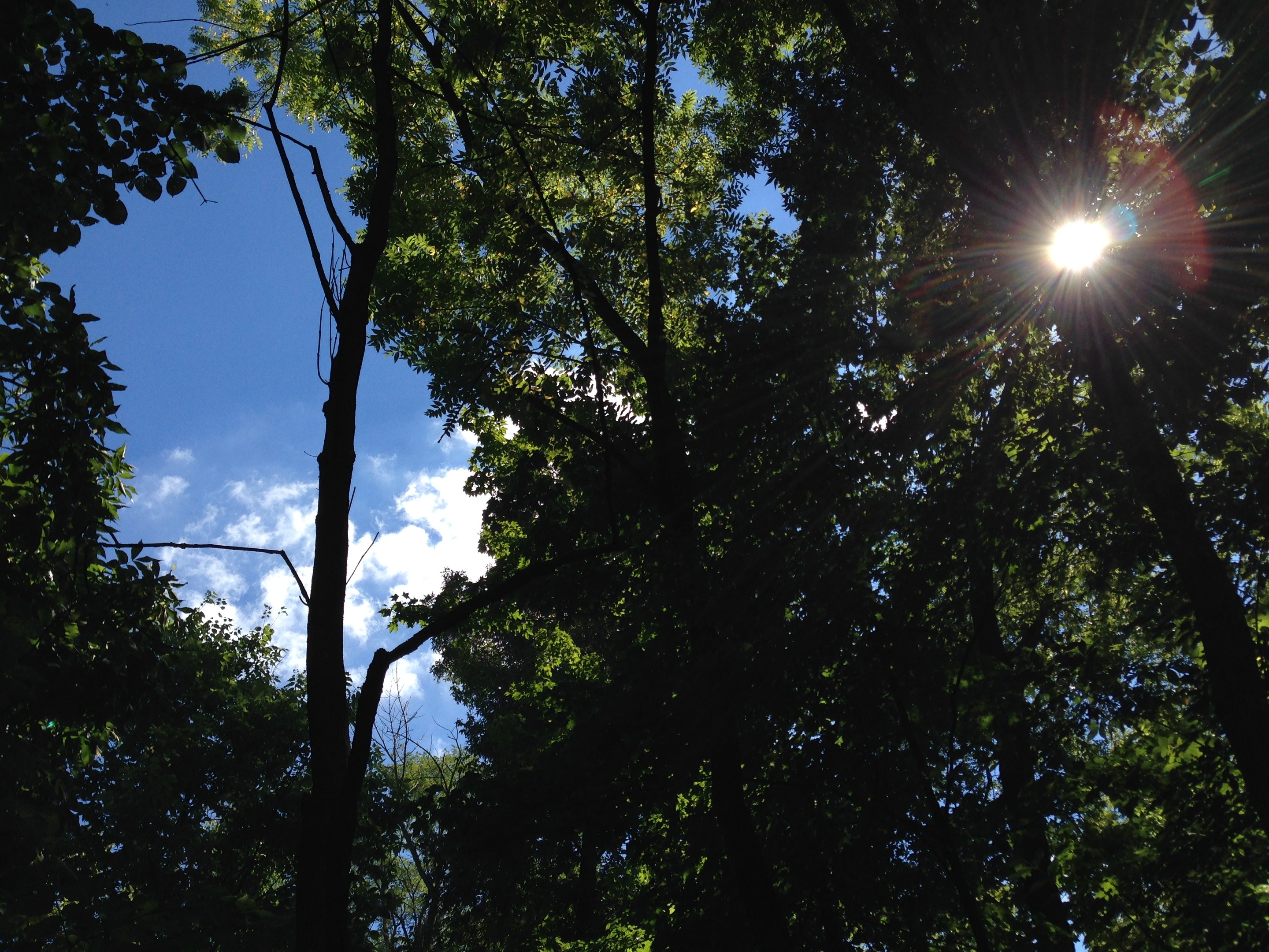 Ein Wald voller Bäume mit Sonnenlicht, das durchscheint und den Himmel erhellt.