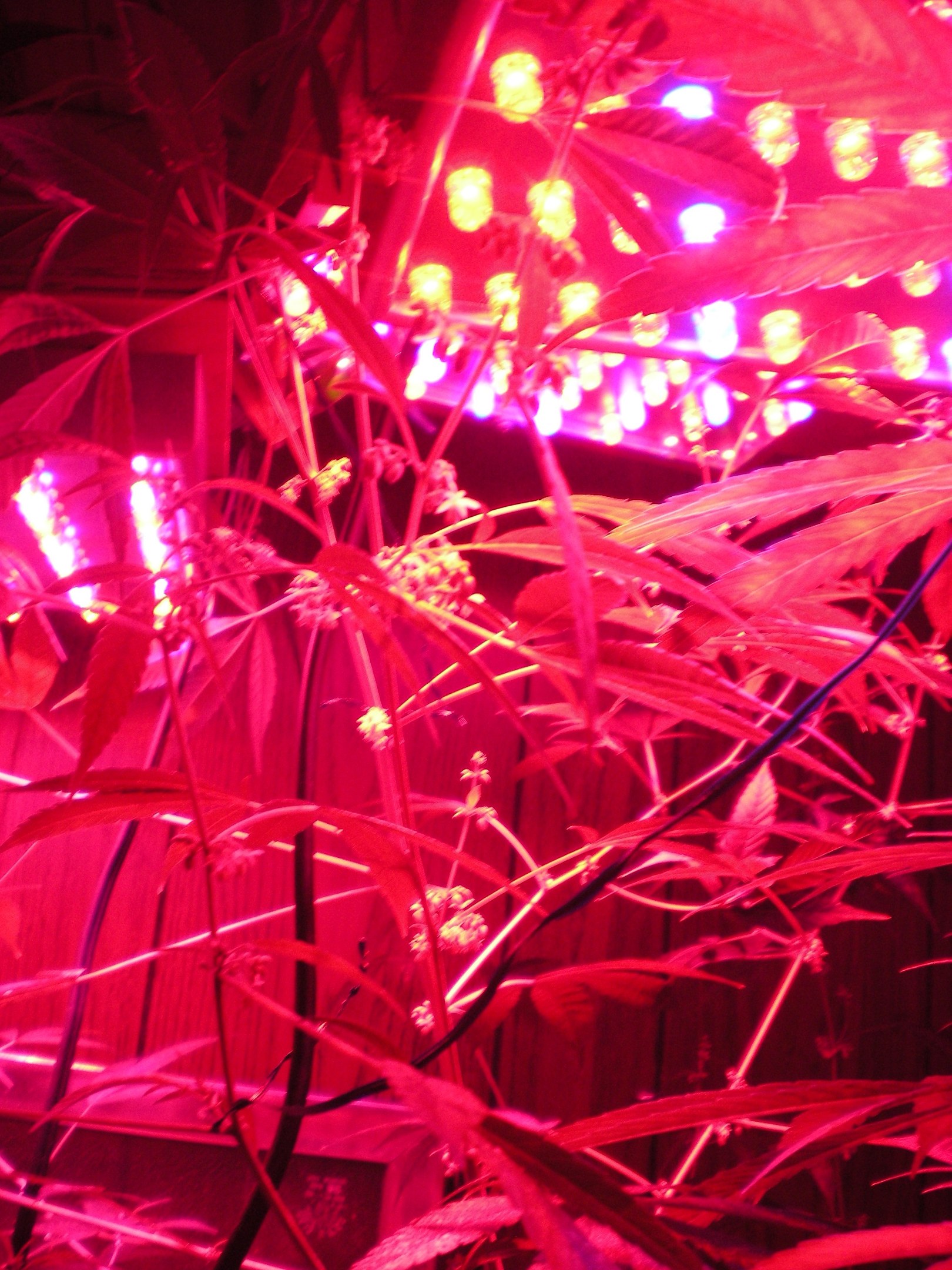 Drei Männer festgenommen wegen Cannabis-Anbau