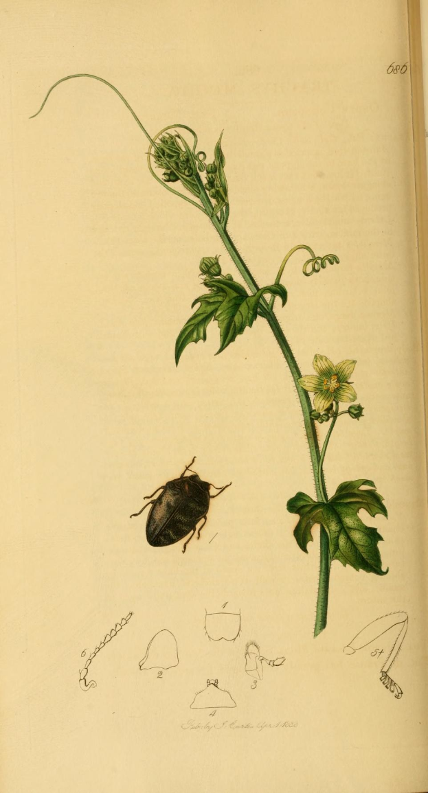Offenes Buch mit dem Titel "Die Naturgeschichte von Pflanzen und Insekten", das eine detaillierte Illustration eines Käfers zeigt, umgeben von illustrierten Pflanzen mit Blättern und einer Blume.