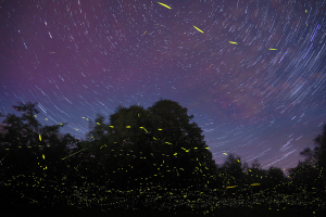 BÃ¤ume sind unten auf dem Bild zu sehen.
