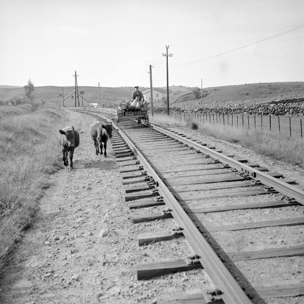 Schwarz-weiß-Foto von zwei Kühen, die auf den Bahngleisen gehen, mit einer Person auf einem Fahrzeug im Vordergrund, Gras und einem Zaun auf beiden Seiten der Gleise und Häusern, Bäumen und Polen im Hintergrund unter dem Himmel.