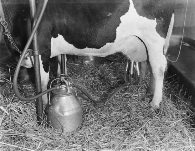 Eine schwarz-weiße Kuh steht in einem Stall mit Gras und einer Melkmaschine.