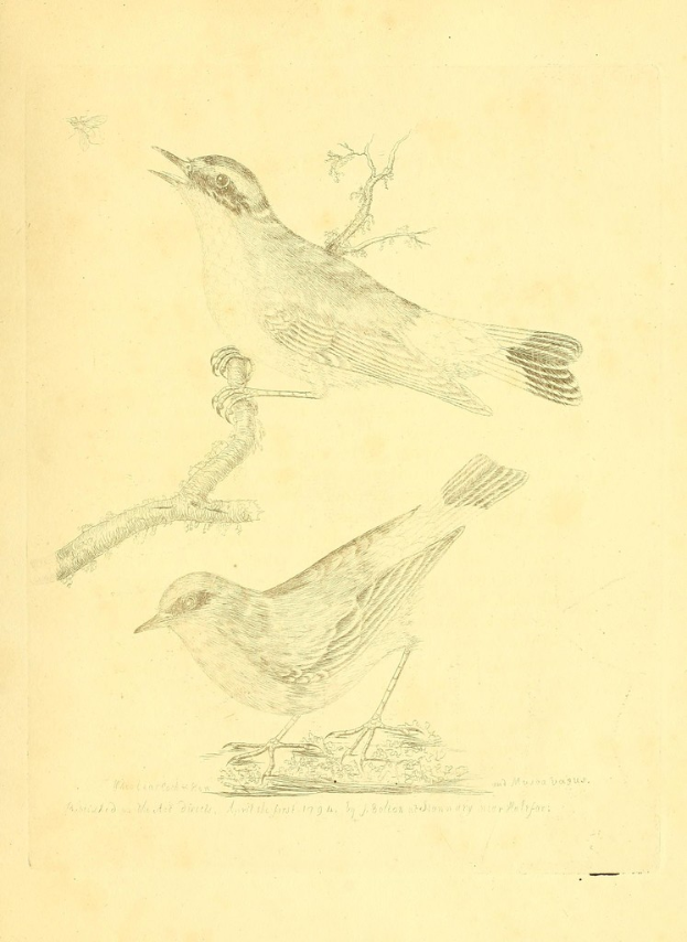 Eine Zeichnung einer Taube, die auf einem Stiel sitzt, mit Text am unteren Bildrand.