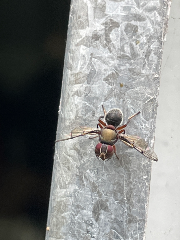 Eine Schwebefliege auf einem Eisstück mit unscharfem Hintergrund.