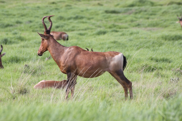 Mehrere Tiere stehen auf einer grünen Fläche.