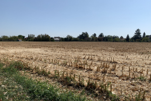 Ein Maisfeld in ländlicher Umgebung, umgeben von Gras und Bäumen, mit Häusern im Hintergrund und einem klaren blauen Himmel darüber.
