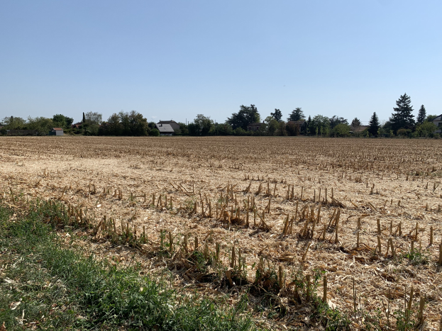 Ein Maisfeld in ländlicher Umgebung, umgeben von Gras und Bäumen, mit Häusern im Hintergrund und einem klaren blauen Himmel darüber.
