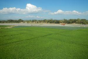Ein Traktor fährt durch ein grünes Feld mit Bäumen im Hintergrund und Wolken am Himmel.