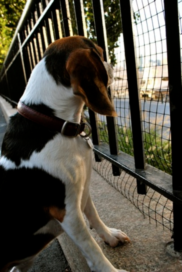 Ein Hund schaut durch ein Metallgitter auf eine Straße, Gebäude und Bäume dahinter.