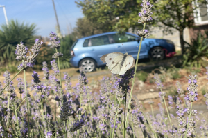 Ein blaues Auto, das vor einem Lavendelfeld mit einer weißen Schmetterlingsblume auf einer Blume, Bäumen, Pfählen und einem unscharfen Gebäude im Hintergrund geparkt ist.